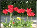 foto Fiori